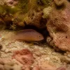 Poisson violet de récif : guide expert sur Pictichromis porphyrea et ses cousins exotiques