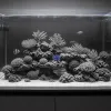 Premier bac récifal : ce que l'aquariophile d'eau douce doit désapprendre