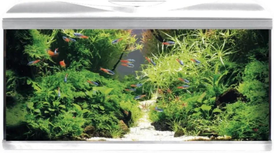 Acquario System Tank V2 - Aquarium en Verre Complet 85 L, Lumière LED 11 W et Pompe des Filtration Incluses, Eau Douce Ou Salée, Blanc, 80 x 32 x 48 cm Blanc 85 L