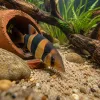 Tout savoir sur le botia clown : un poisson de fond fascinant pour l’aquarium d’eau douce