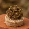 Zoanthus VPC : bien choisir et maintenir ces coraux pour un aquarium récifal équilibré