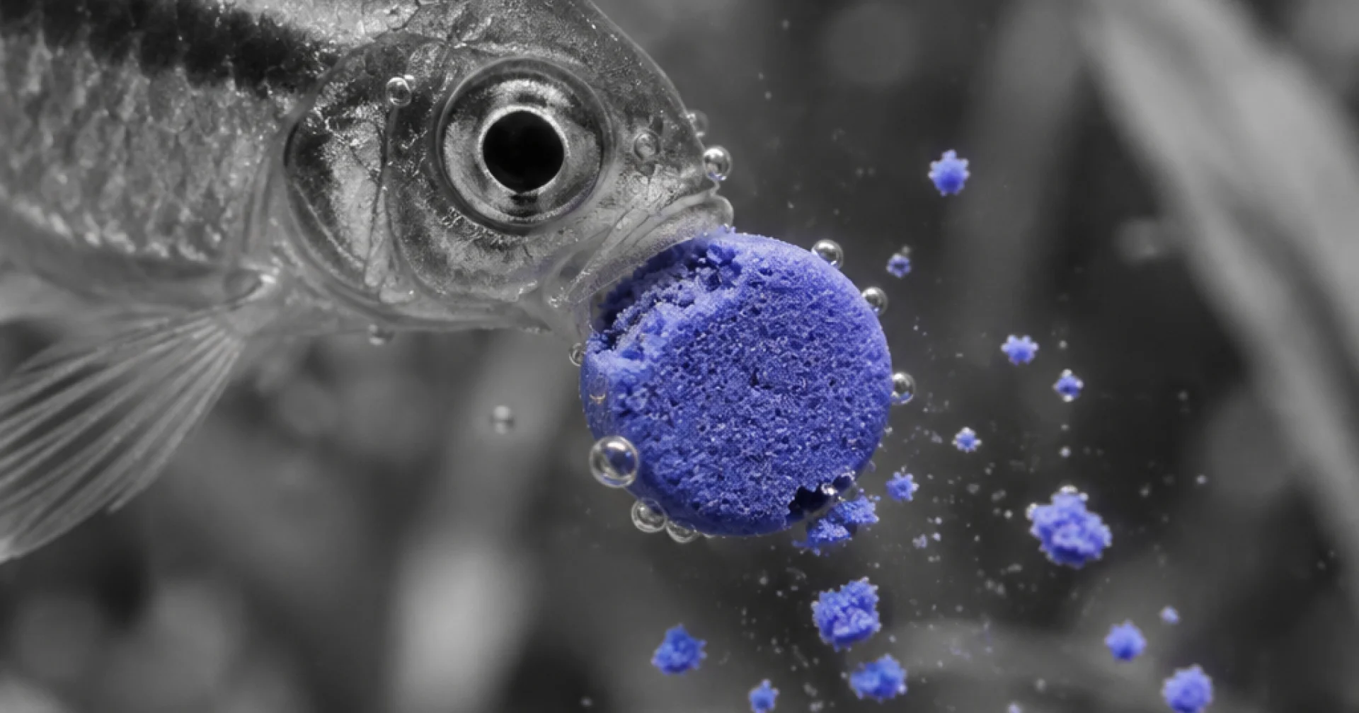 Nourrir ses poissons d'aquarium : fréquence, quantité et alternatives aux paillettes