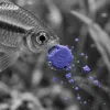 Nourrir ses poissons d'aquarium : fréquence, quantité et alternatives aux paillettes