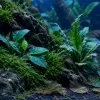 Aquascaping d'automne : refondre son bac planté quand la lumière décline