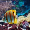 Algues en aquarium : comprendre, prévenir et maîtriser les invasions sans nuire aux poissons