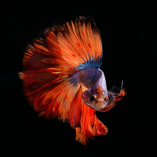 Tout savoir sur le botia clown : un poisson de fond fascinant pour l’aquarium d’eau douce