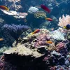 Algues vertes en aquarium : comprendre, contrôler et retrouver l’équilibre