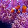 Le coquillage bénitier : joyau vivant des aquariums d’eau salée