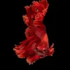 Bien choisir le filtre externe CristalProfi e902 pour un aquarium équilibré