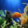 Choisir le sable de rivière idéal pour sublimer le sol de votre aquarium