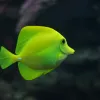 Zoanthus VPC : bien choisir et maintenir ces coraux pour un aquarium récifal équilibré