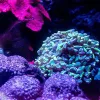 Annonces récifales : comment utiliser les communautés en ligne pour un aquarium marin responsable