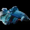 Comprendre les nageoires des poissons pour mieux prévenir les maladies en aquarium