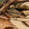 Pelmatocromis pulcher : le cichlidé nain d’Afrique de l’Ouest pour aquarium d’eau douce