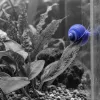 Escargot d’aquarium : allié discret pour un bac d’eau douce équilibré