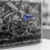 La méthode Walstad : peut-on vraiment se passer de filtre sans mettre ses poissons en danger ?