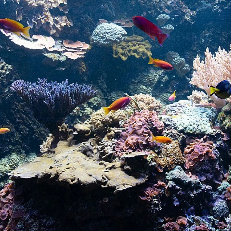 Tout savoir sur les poissons cichlidés