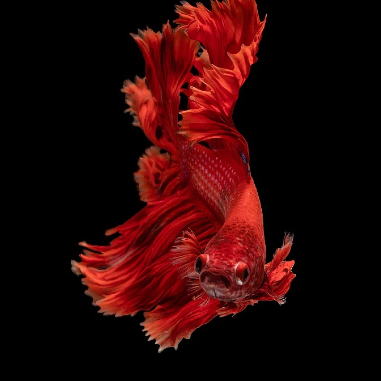 Les poissons idéaux pour maintenir un aquarium propre