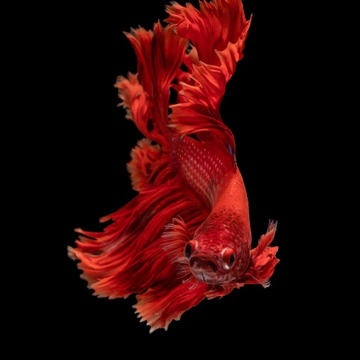 Les poissons idéaux pour maintenir un aquarium propre