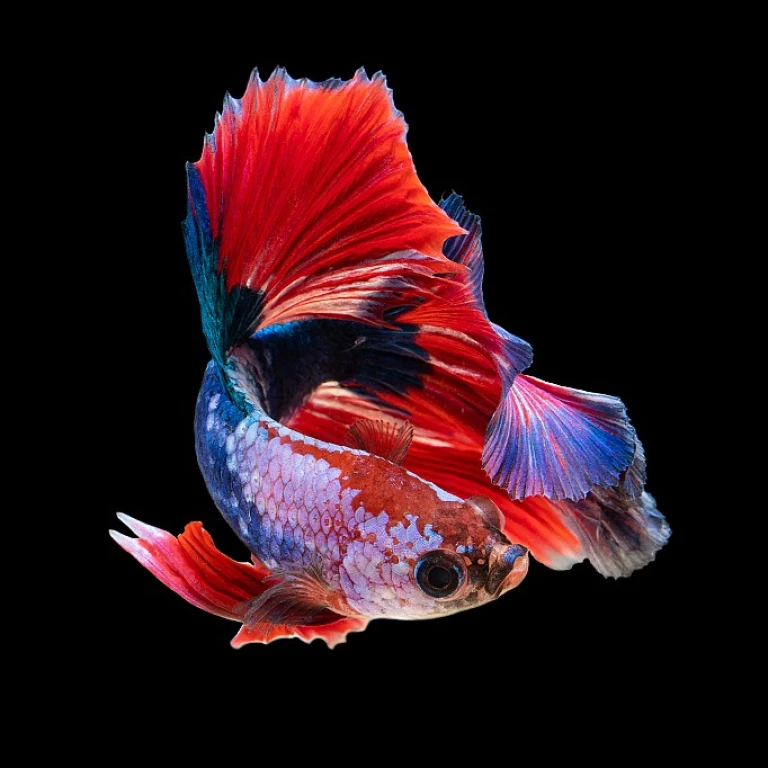 Optimisez votre bassin avec un skimmer