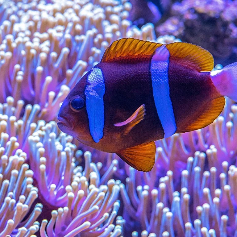 Les secrets fascinants du poisson scalaire