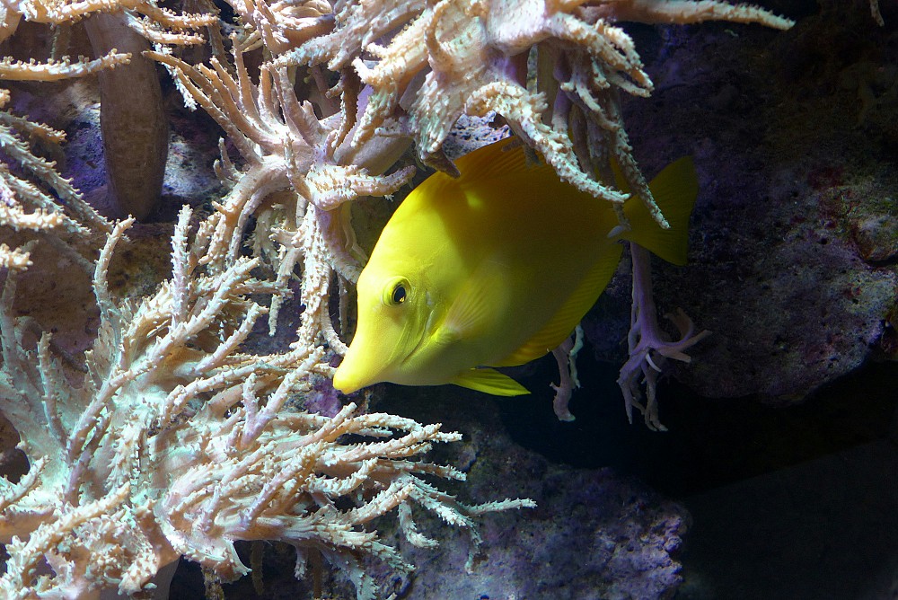 Tout savoir sur le bio tetra : un poisson fascinant