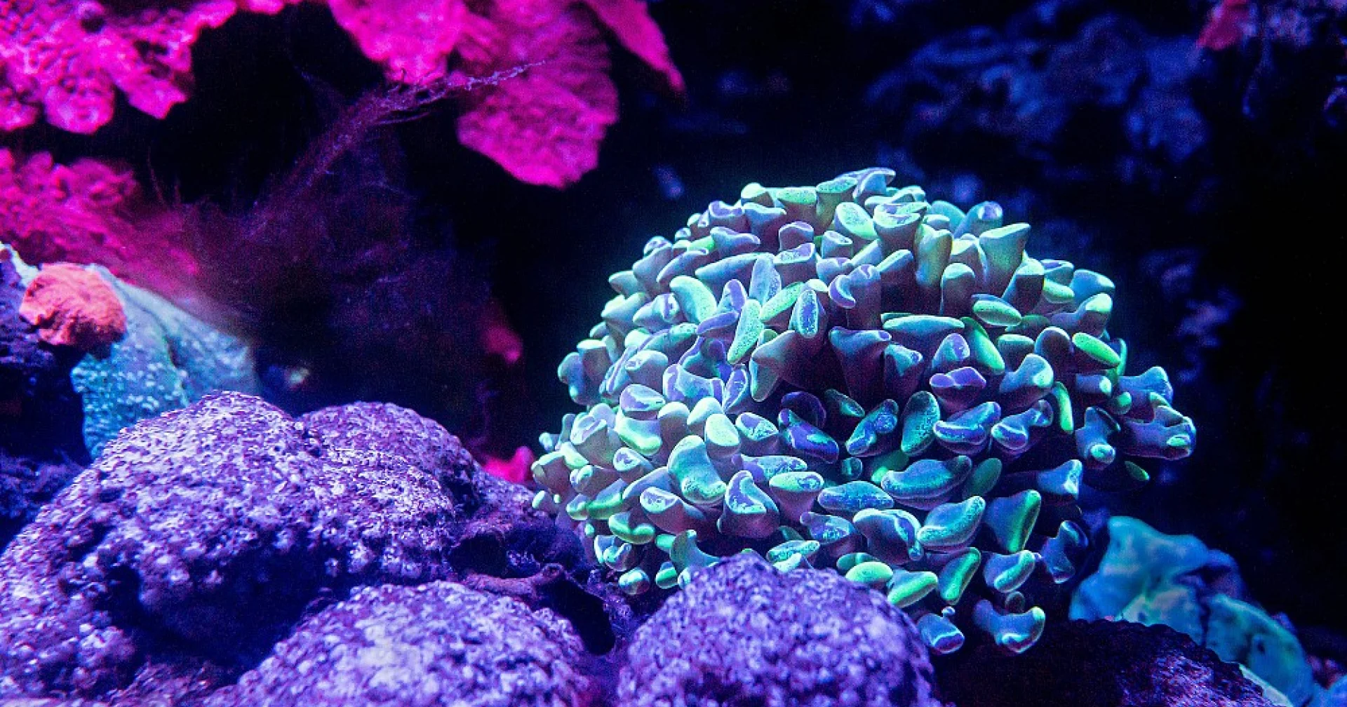 Technologies d'aquarium révolutionnaires : vers un habitat optimal pour ...