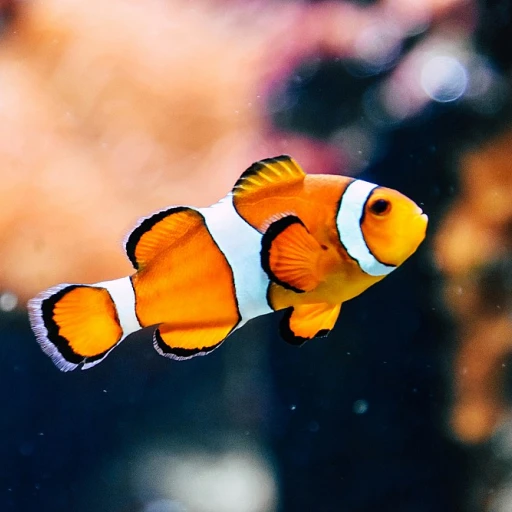 Tout savoir sur le mystérieux poisson comète noir