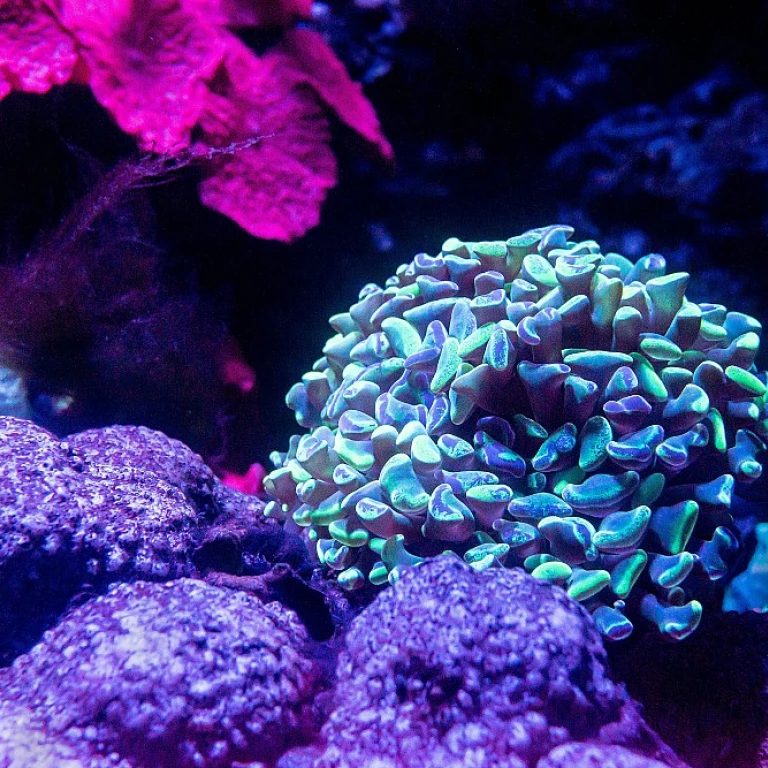 Comment gérer l'apparition d'algues blanches dans votre aquarium