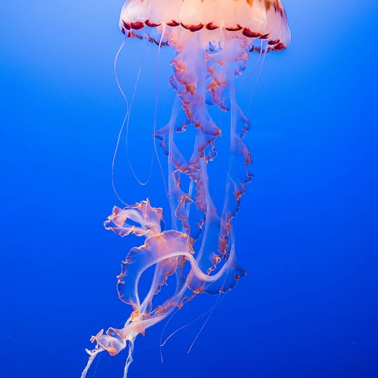 Les secrets du poisson nettoyeur d'aquarium : un allié pour un habitat sain