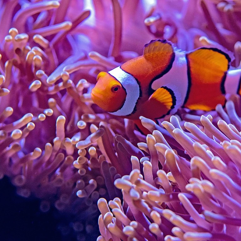 L'importance du filtre mousse pour votre aquarium