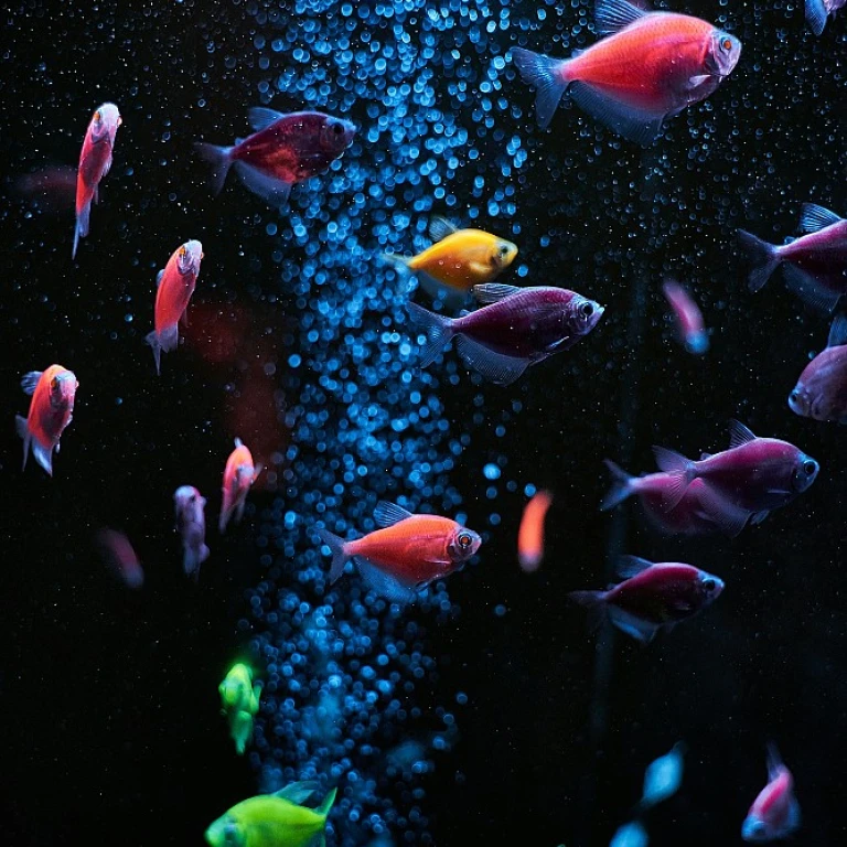 L'importance des lampes UV pour votre bassin