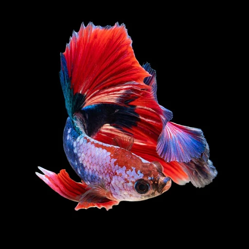 Comment calculer le volume de votre aquarium