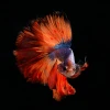 Tout savoir sur le poisson tête de lion : un compagnon aquatique fascinant