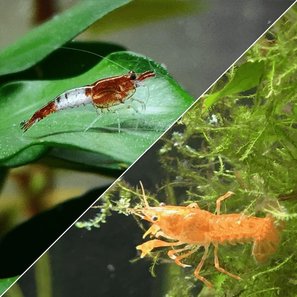 Lot de 10 Crevettes Rili Sakura Rouge et 2 Écrevisses naines Cambarellus Patzcuarensis Orange CPO pour Aquarium d'eau Douce - lebonaqua