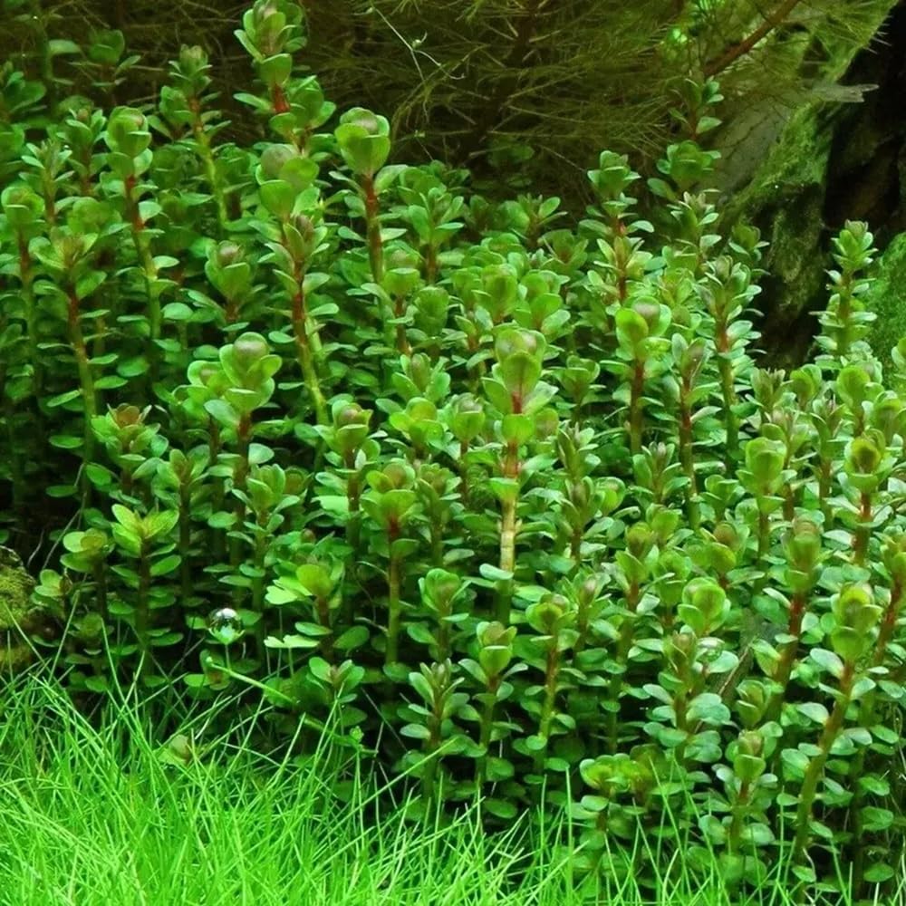 Rotala indica forme emmerse plante aquarium vert