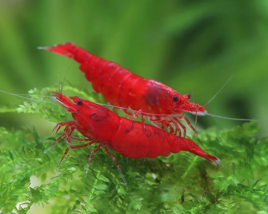 Générique Crevette Rouge Lot de 10 Crevettes Red Sakura Crevette d'Aquarium Neocaridina
