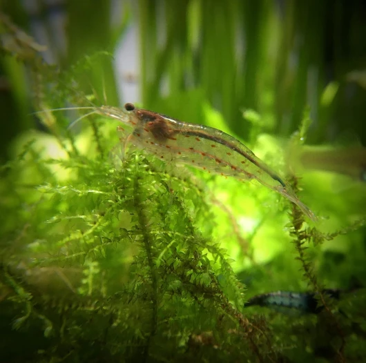 Lot de 10 Crevettes Caridina Japonica Amano pour Aquarium d'eau Douce - lebonaqua