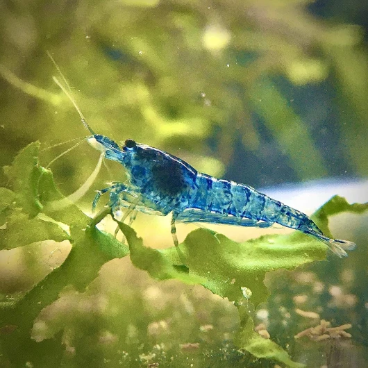 Lot de 12 Crevettes Blue Velvet pour Aquarium d'eau Douce - lebonaqua