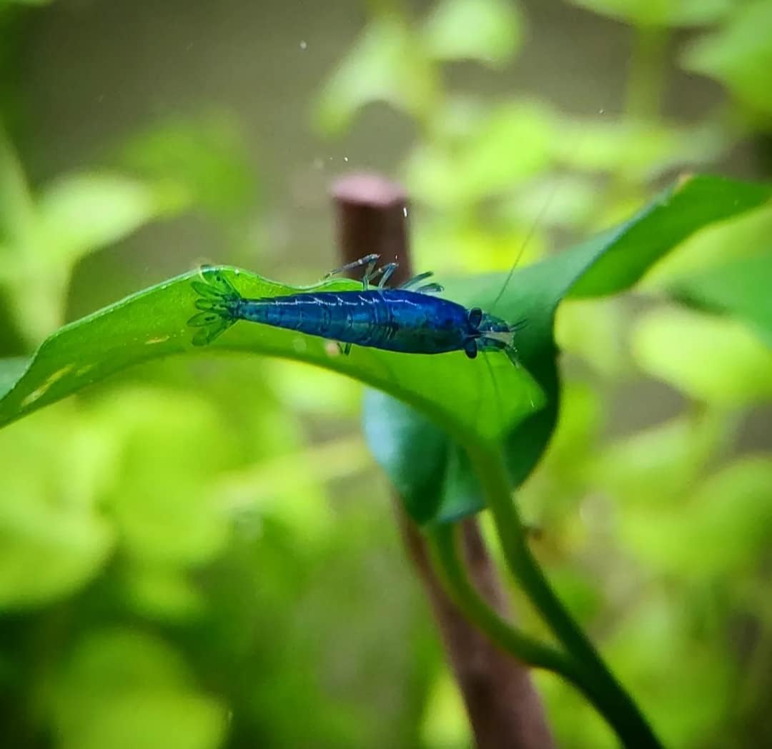 Lot de 12 Crevettes Blue Saphir pour Aquarium d'eau Douce - lebonaqua