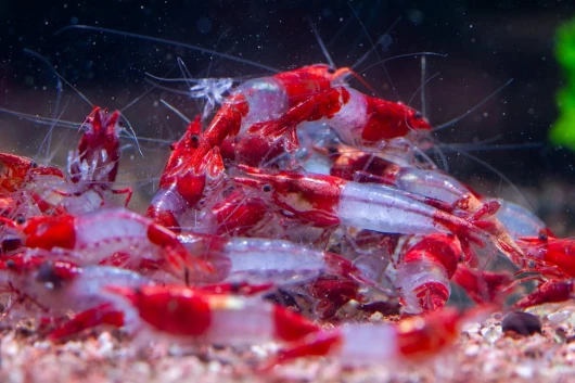 AquaBreedingSkill Lot de 10 Crevettes Red Rilli – Crevettes Vivantes pour Aquarium – Shrimps Naines Neocaridina, Habitants Pacifiques pour Aquariums, Taille 1-1,5 cm