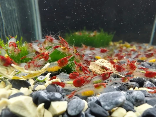 Lot De 10 Crevettes Vivantes Neocaridina Red Rilli - Élevage Belge, Adapté à L'eau Du Robinet - Pour Aquarium D'eau Douce