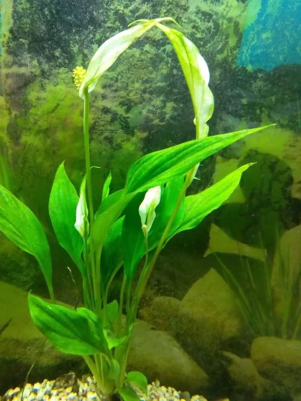 Spathiphyllum wallisii plante a racine plantes cichlides aquarium