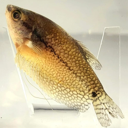 HQRP Poisson véritable de 75 mm en résine de lucite cristalline, perle préservée, gourami, aquarium d'eau douce, préparation d'animaux, artisanat, collection, biologie, science, éducation