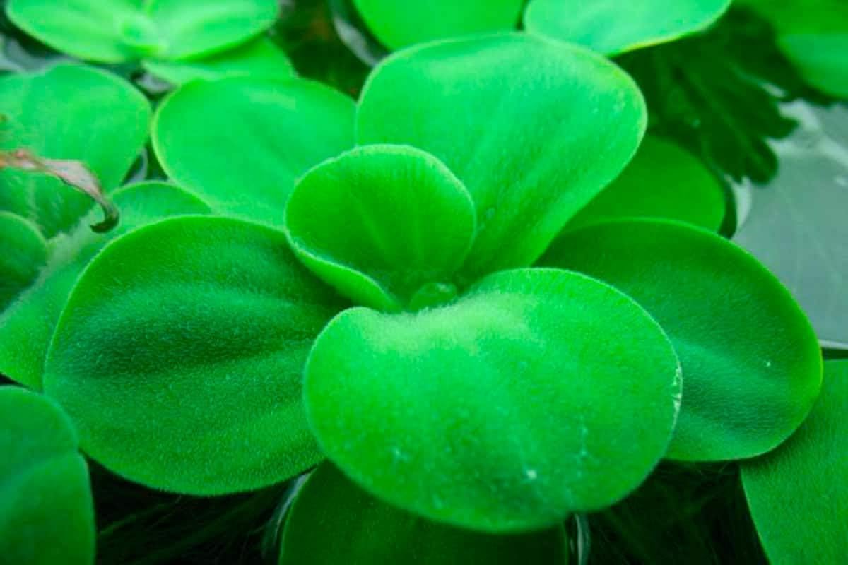 Aquarium Fan - 10 plantes flottantes naines vivantes pour aquarium, pour débutants