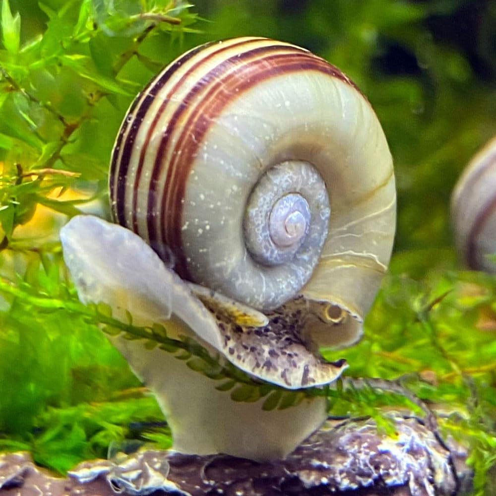 5 Escargots Marisa Cornuarietis pour Aquarium – Contrôle Naturel des Algues, Escargots Vivants pour Aquariums, Décoration pour Aquariums