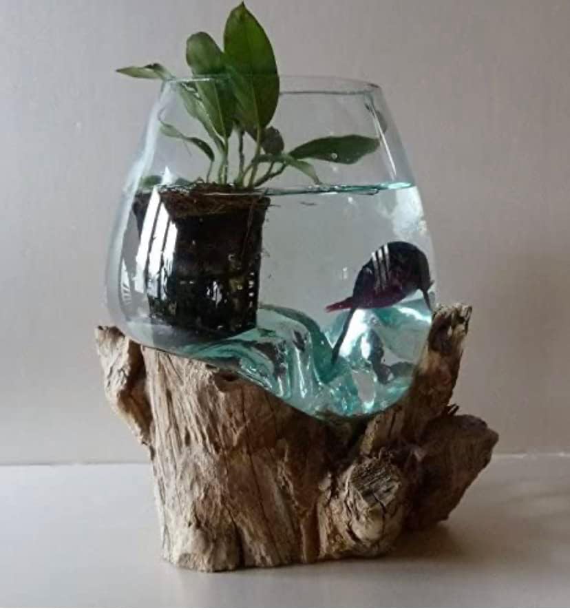 Aquarium/Vase en Verre soufflé sur Racine de Bois, modèle Unique (Hauteur Environ 25cm) pour Poisson Combattant, Betta - Envoi de Photos pour Choisir après Votre Commande - Livraison en Point Relais.