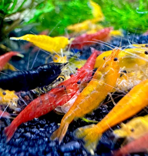 Lot de 10 crevettes d'aquarium vivantes Neocaridina de différentes Couleurs, Crevettes Vivantes pour Aquarium, Taille 1-1,5 cm