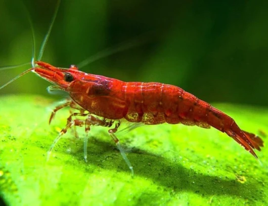 AquaBreedingSkill Lot de 10 Crevettes Red Fire – Crevettes Vivantes pour Aquarium – Crevettes Naines Neocaridina, Habitants Pacifiques pour Aquariums, Taille 1-1,5 cm