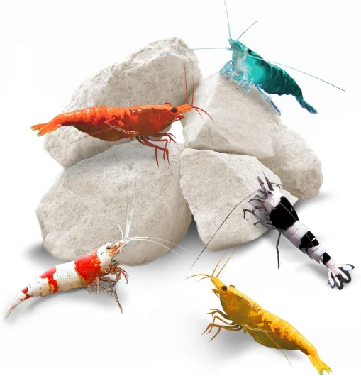 SunGrow Shrimp Rocks, fournissent du magnésium Qui améliore la Couleur, Le Calcium Aide à la Perte, pour Les écrevisses, Les escargots, Les crevettes Rouges Cristal, Amano et fantômes